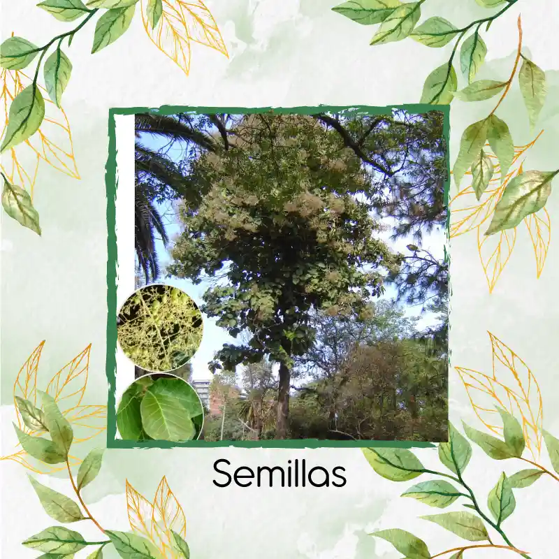 3 Semillas Orgánicas De Árbol Teca Escarif Rodal