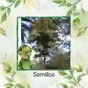 100 Semillas Orgánicas De Árbol Teca Escarif Rodal