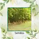 100 Semillas Orgánicas De Árbol Teca Escarif Rodal