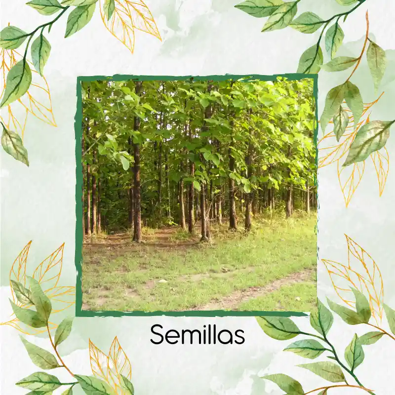 100 Semillas Orgánicas De Árbol Teca Escarif Rodal