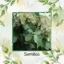 5 Semillas Orgánicas De Árbol Teca Mejorada