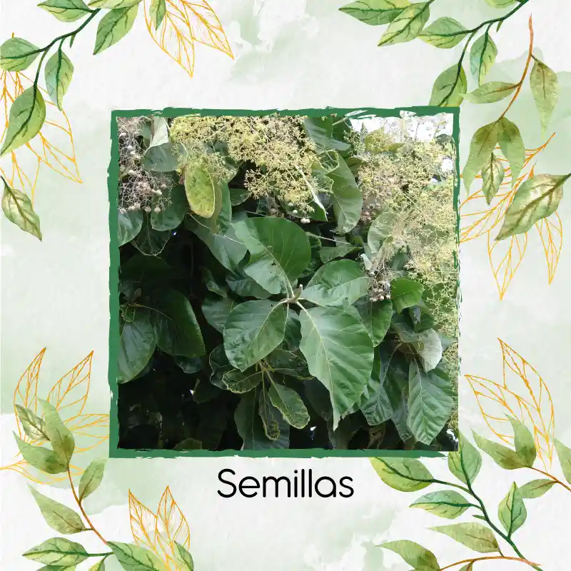 5 Semillas Orgánicas De Árbol Teca Mejorada