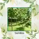 5 Semillas Orgánicas De Árbol Teca Mejorada