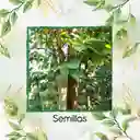 5 Semillas Orgánicas De Árbol Teca Mejorada