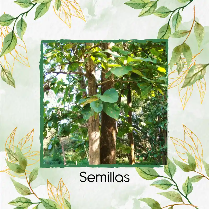 5 Semillas Orgánicas De Árbol Teca Mejorada
