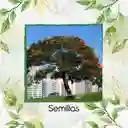 150 Semillas Orgánicas De Árbol Tulipán Africano
