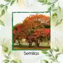 150 Semillas Orgánicas De Árbol Tulipán Africano