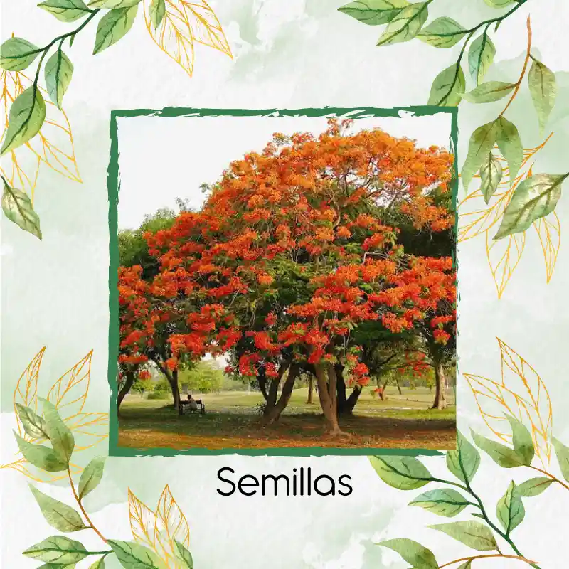 150 Semillas Orgánicas De Árbol Tulipán Africano