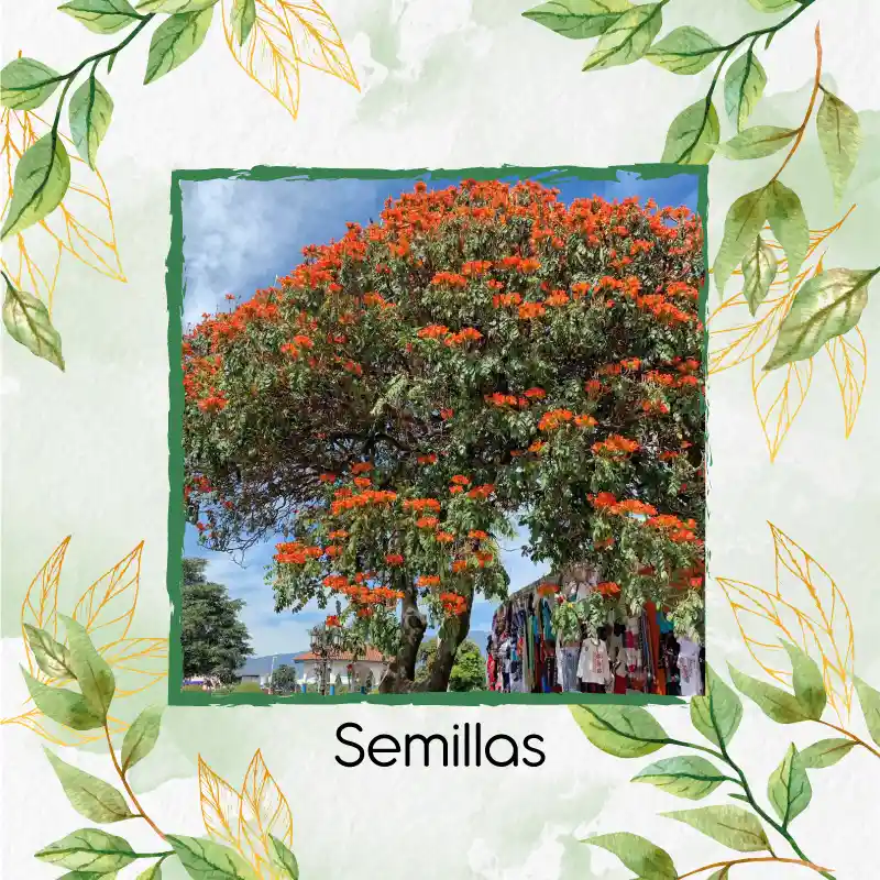 150 Semillas Orgánicas De Árbol Tulipán Africano