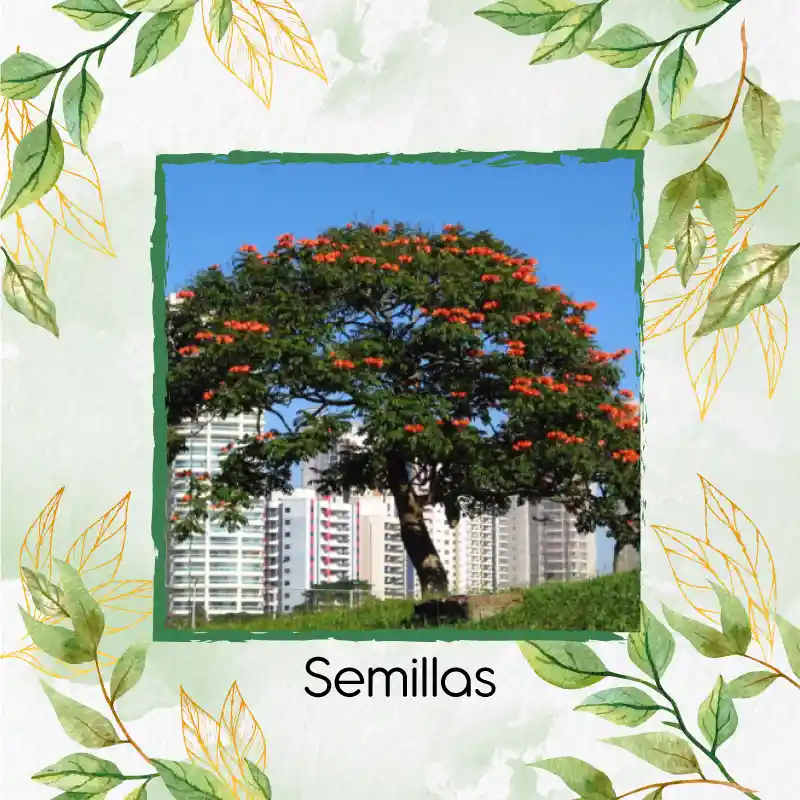 3.000 Semillas Orgánicas De Árbol Tulipán Africano