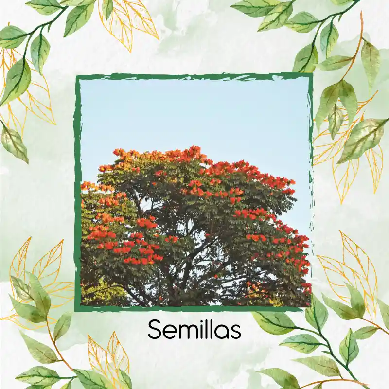 3.000 Semillas Orgánicas De Árbol Tulipán Africano