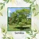50 Semillas Orgánicas De Árbol Urapan