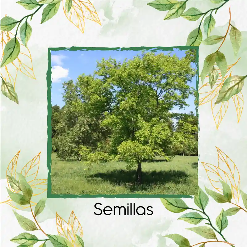 50 Semillas Orgánicas De Árbol Urapan