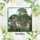 50 Semillas Orgánicas De Árbol Urapan