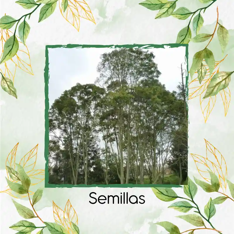 50 Semillas Orgánicas De Árbol Urapan
