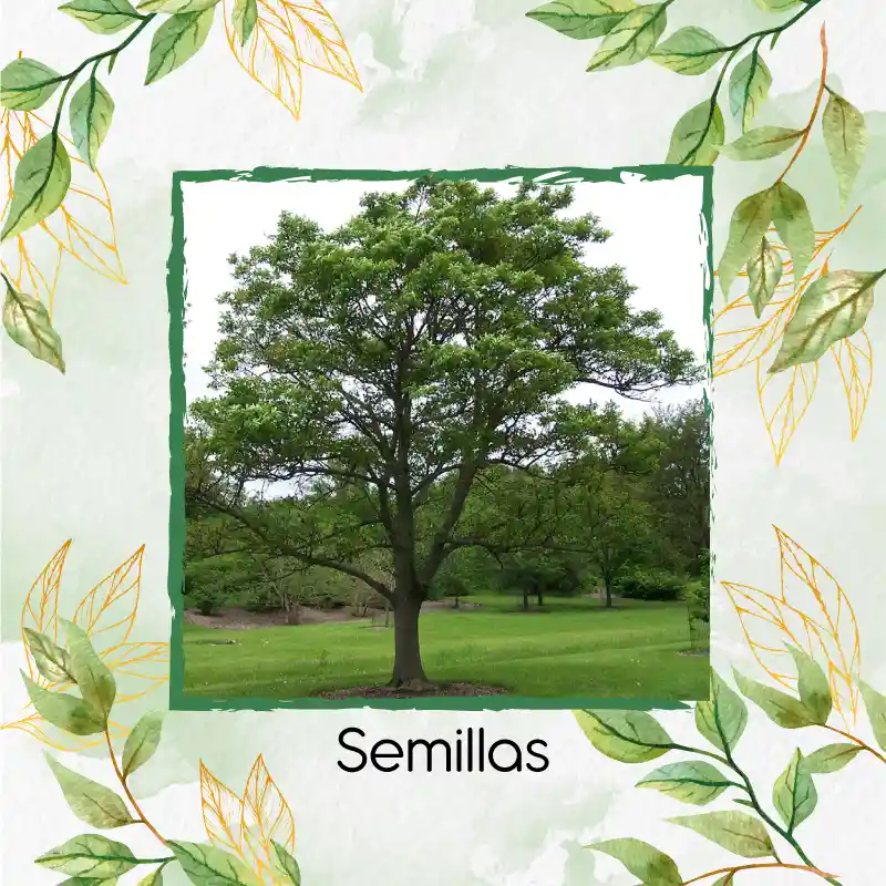 50 Semillas Orgánicas De Árbol Urapan