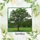 100 Semillas Orgánicas De Árbol Urapan