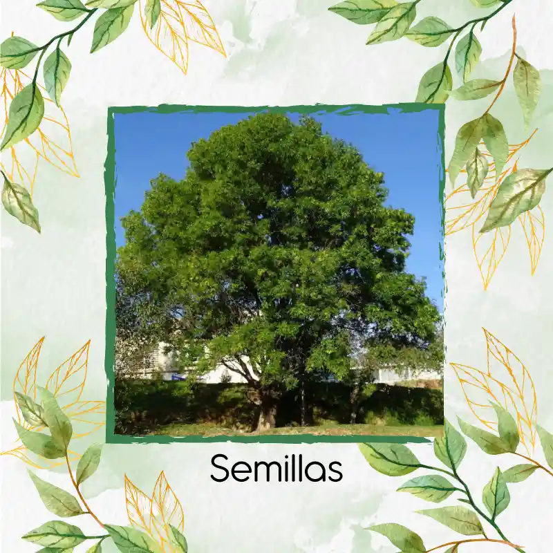 500 Semillas Orgánicas De Árbol Urapan