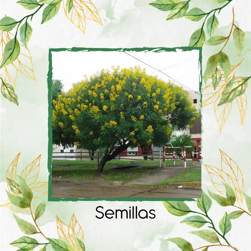 50 Semillas Orgánicas De Árbol Vainillo Velero