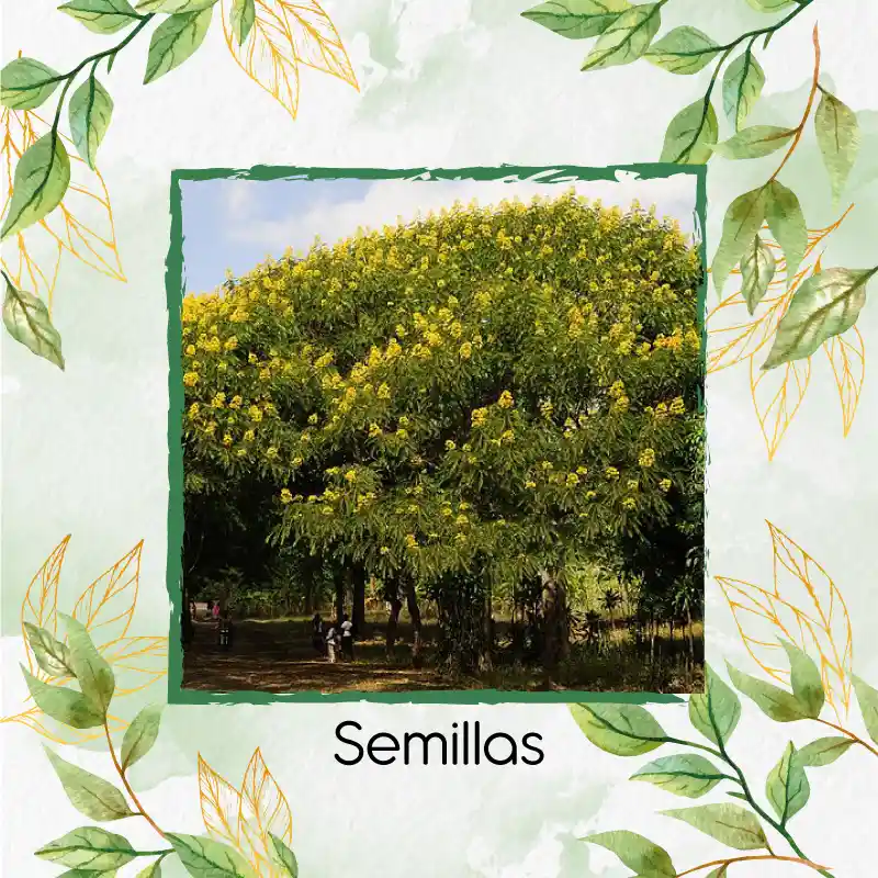 500 Semillas Orgánicas De Árbol Vainillo Velero