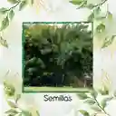 500 Semillas Orgánicas De Árbol Vainillo Velero