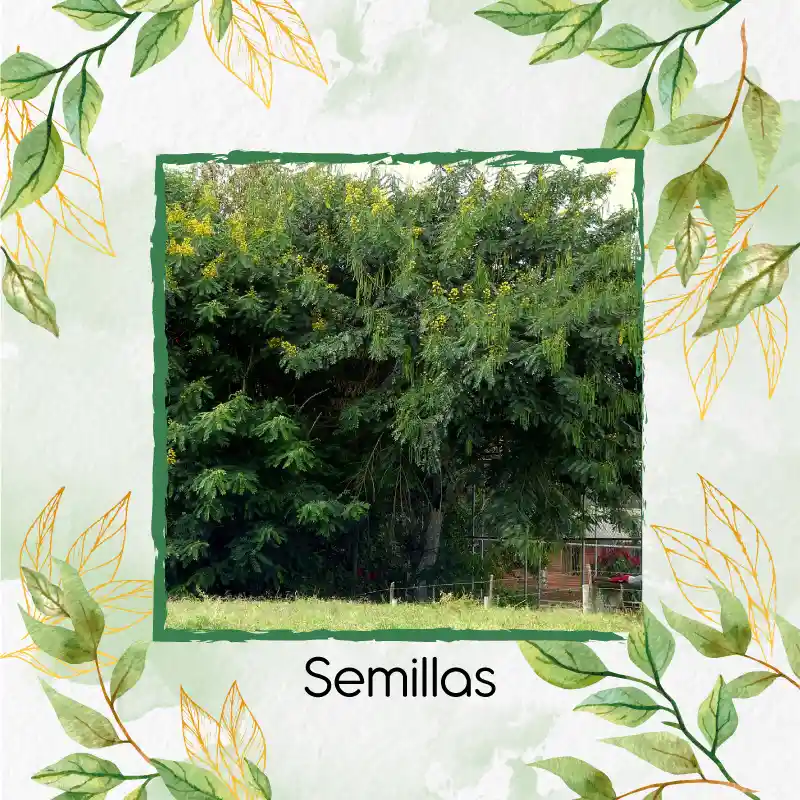 500 Semillas Orgánicas De Árbol Vainillo Velero