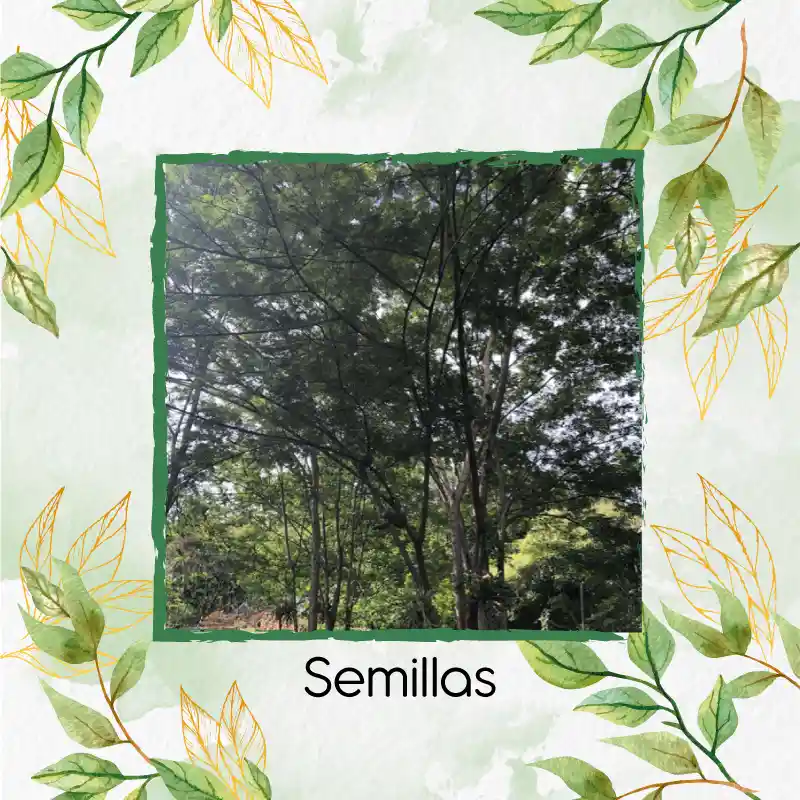 8 Semillas Orgánicas De Árbol Yopo Negro