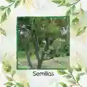 30 Semillas Orgánicas De Árbol Yopo Negro