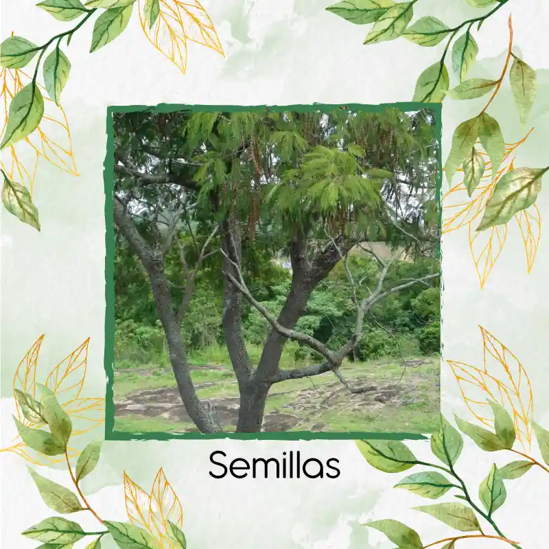 30 Semillas Orgánicas De Árbol Yopo Negro