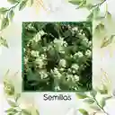30 Semillas Orgánicas De Árbol Yopo Negro