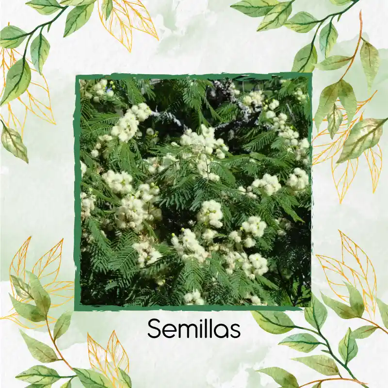 30 Semillas Orgánicas De Árbol Yopo Negro