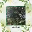 30 Semillas Orgánicas De Árbol Yopo Negro