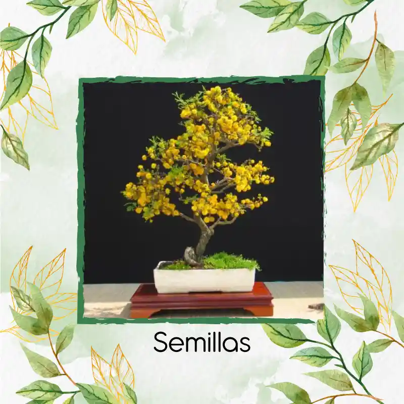 10 Semillas Orgánicas De Bonsái Acacia Amarilla