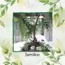 8.000 Semillas Orgánicas De Bonsái Acacia Forrajera