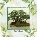 8.000 Semillas Orgánicas De Bonsái Acacia Forrajera