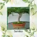 800 Semillas Orgánicas De Bonsái Acacia Japonesa
