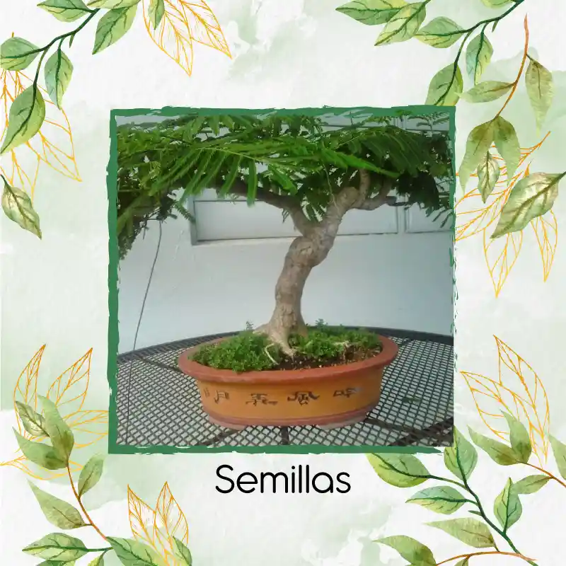 800 Semillas Orgánicas De Bonsái Acacia Japonesa