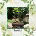 800 Semillas Orgánicas De Bonsái Acacia Japonesa