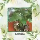 800 Semillas Orgánicas De Bonsái Acacia Japonesa