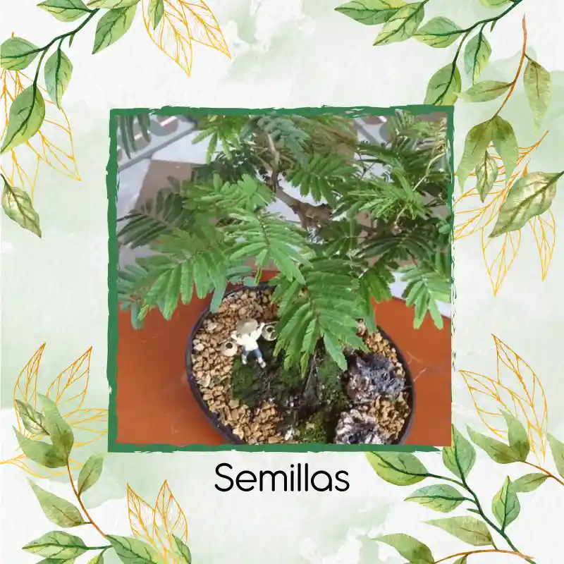 800 Semillas Orgánicas De Bonsái Acacia Japonesa