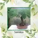 800 Semillas Orgánicas De Bonsái Acacia Japonesa