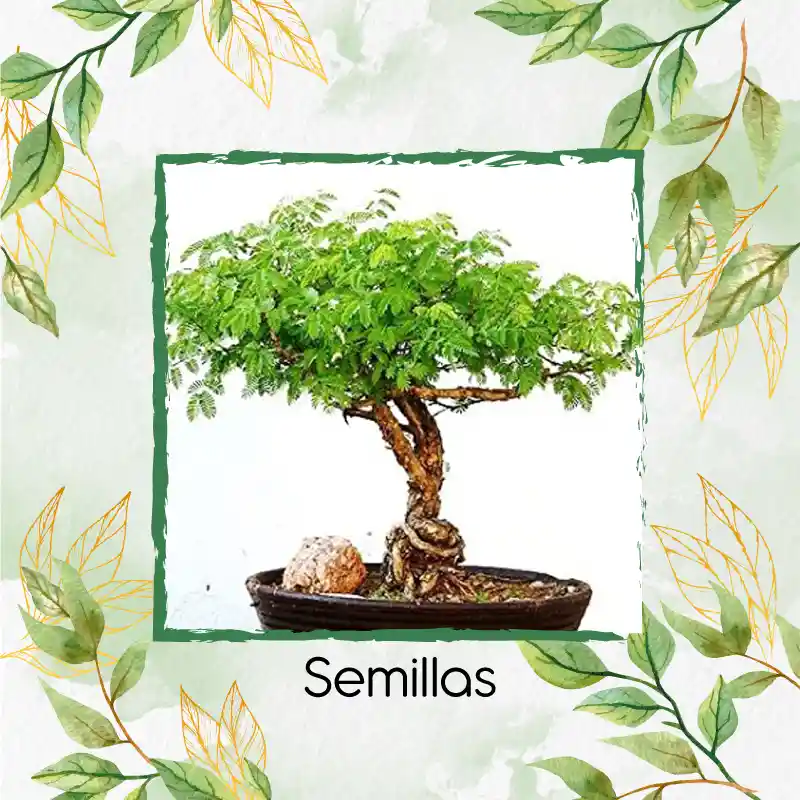 400 Semillas Orgánicas De Bonsái Acacia Mangium