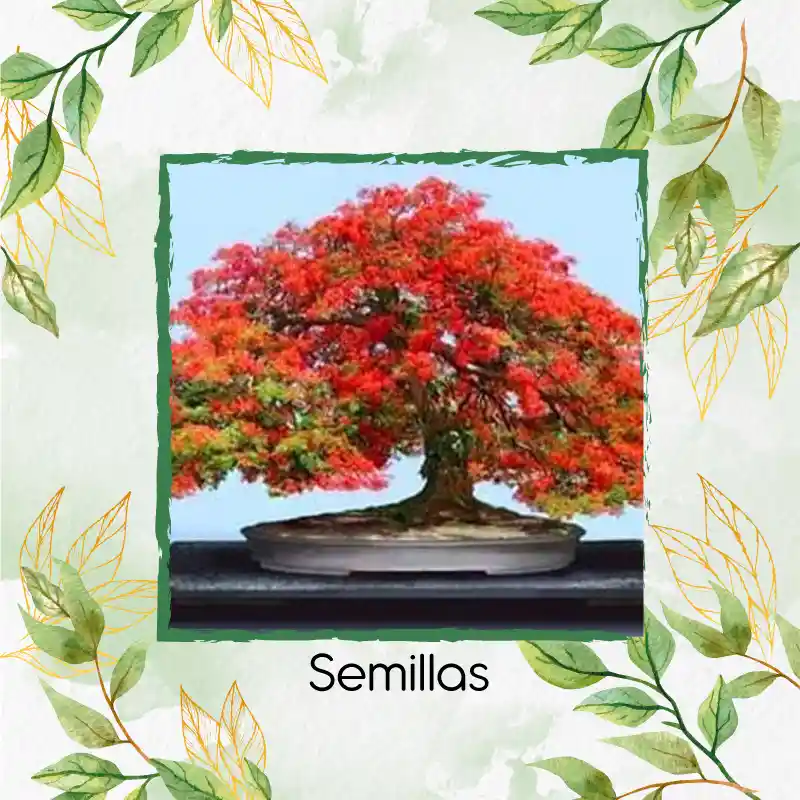 10 Semillas Orgánicas De Bonsái Acacia Roja