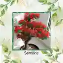 10 Semillas Orgánicas De Bonsái Acacia Roja