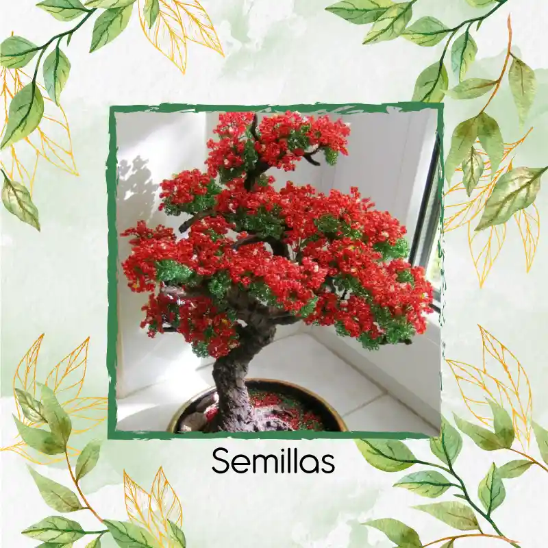 10 Semillas Orgánicas De Bonsái Acacia Roja