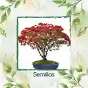 10 Semillas Orgánicas De Bonsái Acacia Roja