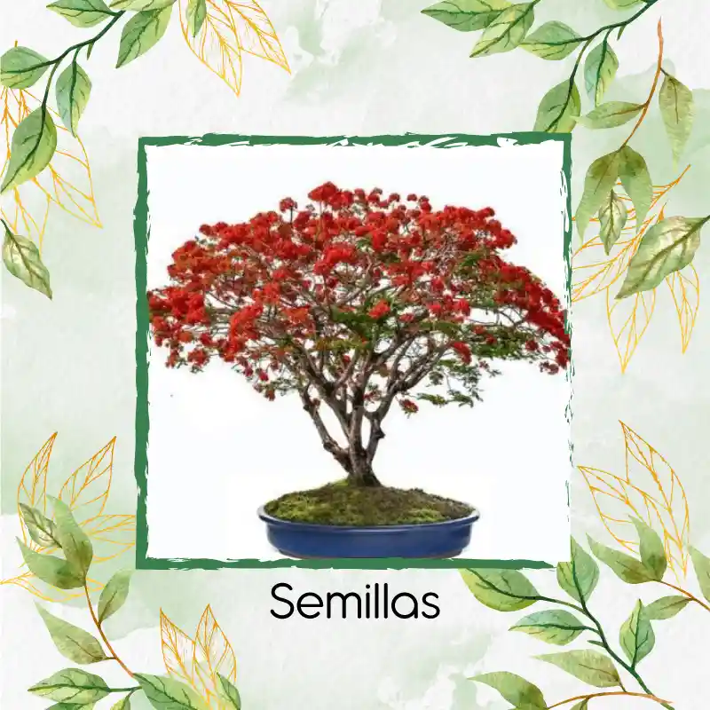 10 Semillas Orgánicas De Bonsái Acacia Roja