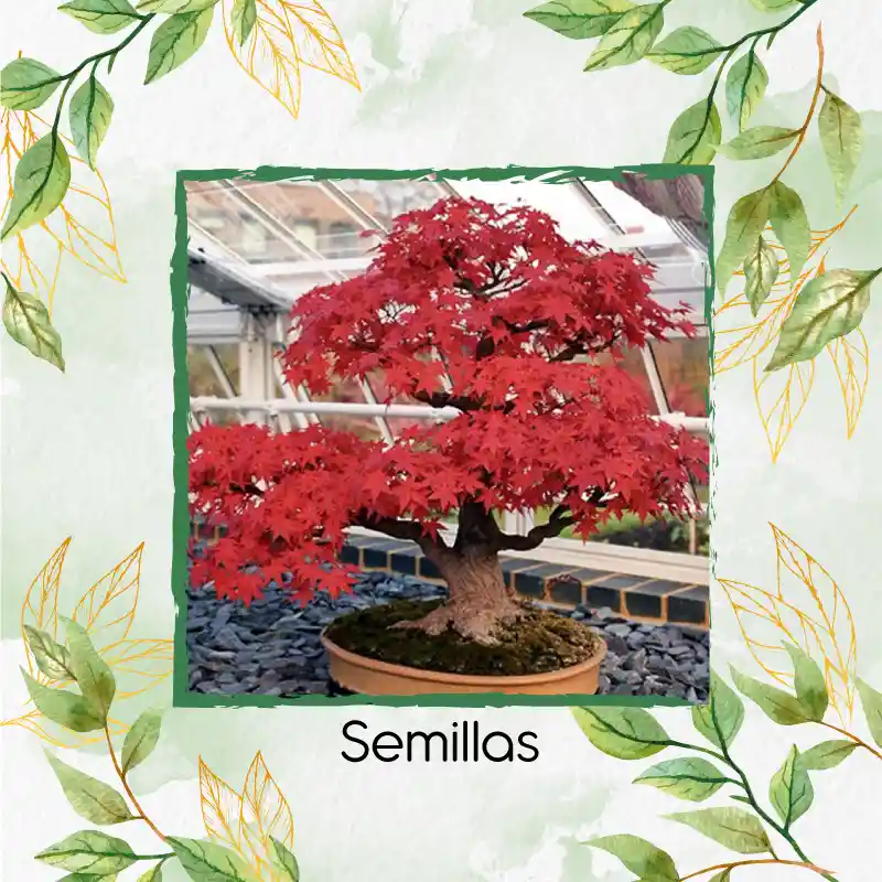 10 Semillas Orgánicas De Bonsái Acacia Roja