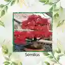 80 Semillas Orgánicas De Bonsái Acacia Roja