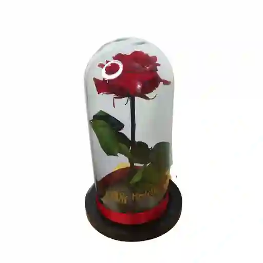 Rosa Preservada Premium Roja Rosa Eterna